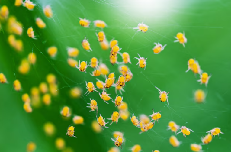 Life Cycle of Yellow Aphids