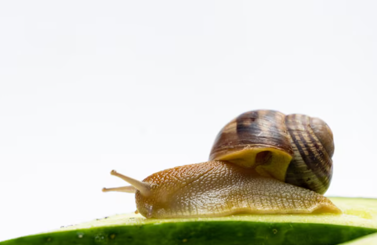Lifespan and Reproduction of Snails