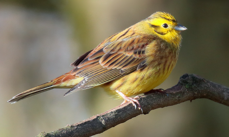 Lifespan and Reproduction of yellowhammer