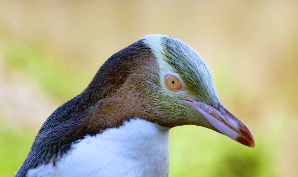 Nutrition and Feeding Practices of the Yellow-Eyed Penguin