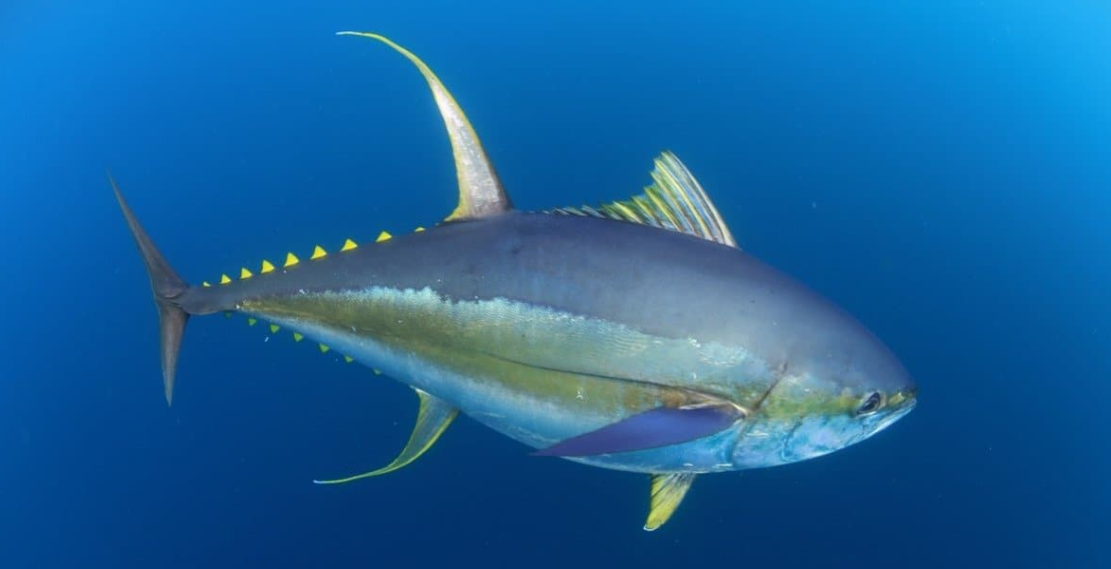 Nutritional Value of Yellowfin Tuna