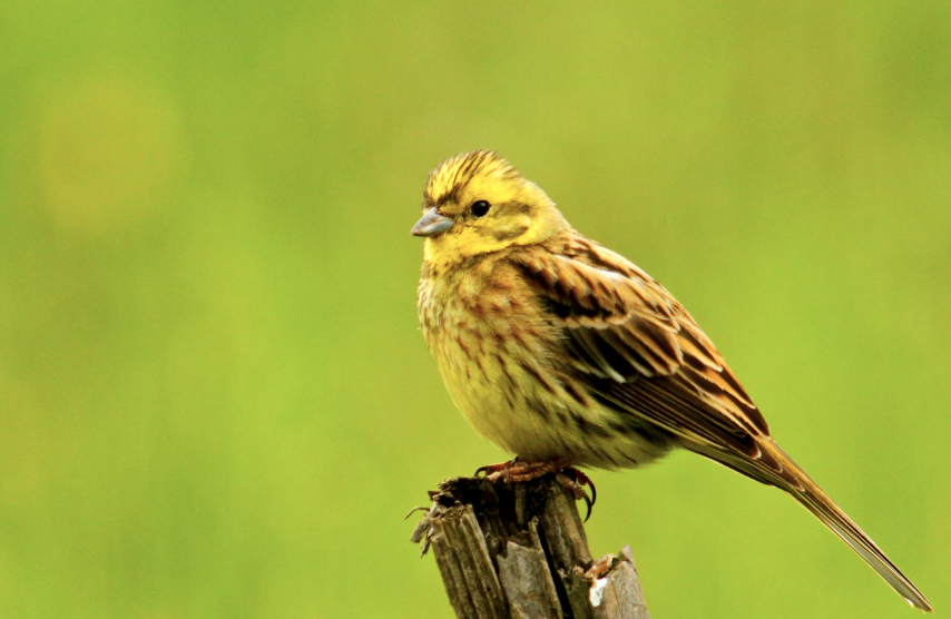 Physical Appearance and Coloration of yellowhammer