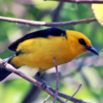 Physical Attributes of the Yellow-and-Black Tanager