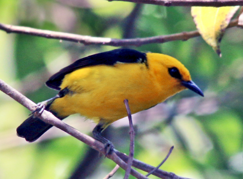 Physical Attributes of the Yellow-and-Black Tanager