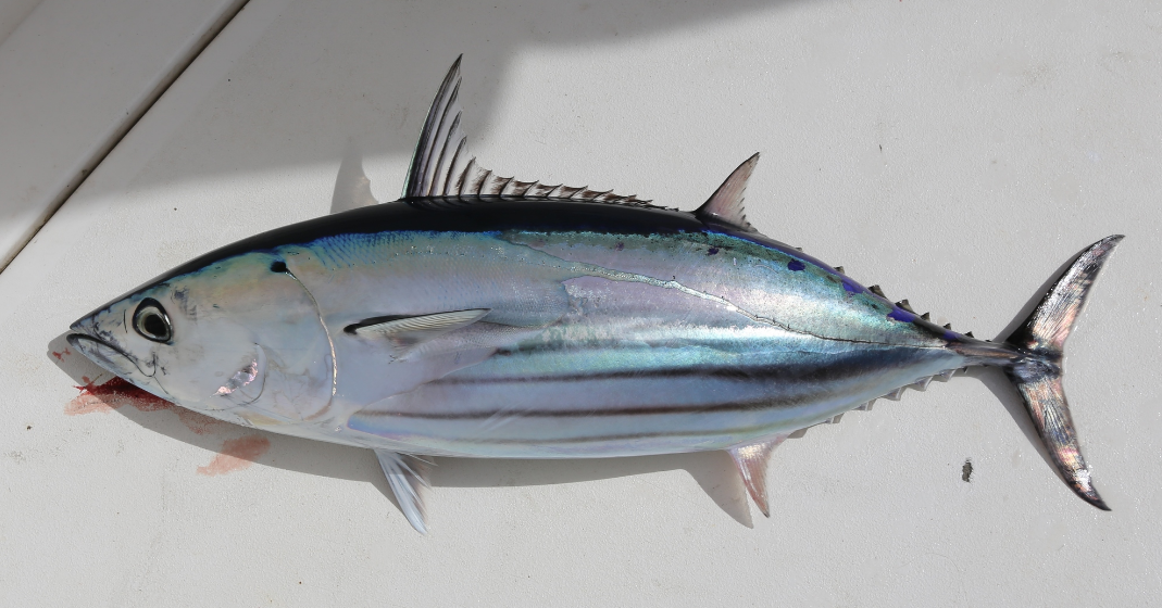 Physical Characteristics of Skipjack Tuna