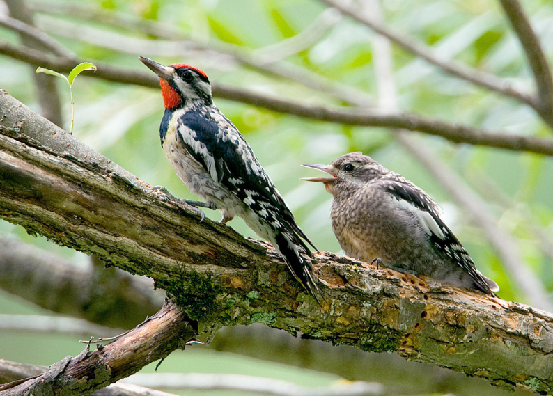 Physical Characteristics of the Yellow-Bellied Sapsucker