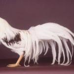 Physical Characteristics of the Yokohama Chicken