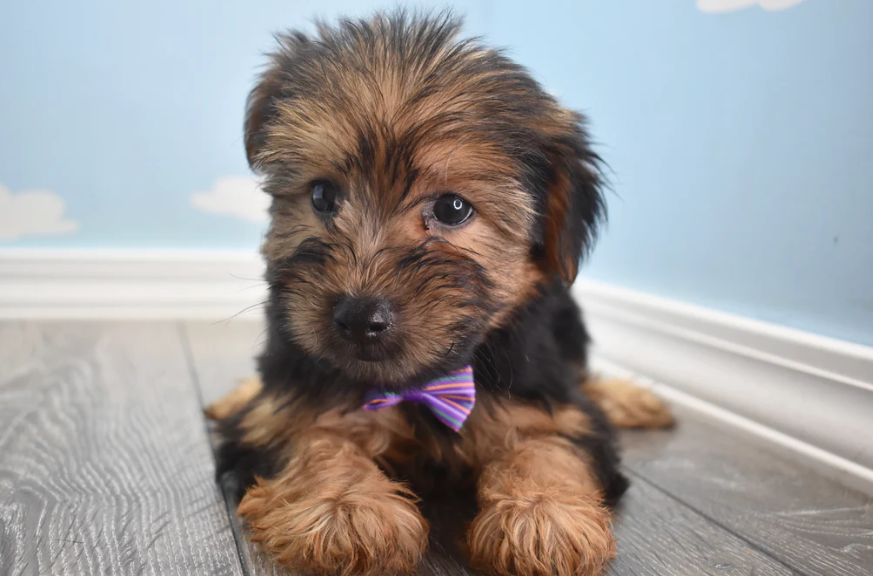 Physical Characteristics of the Yorkiepoo