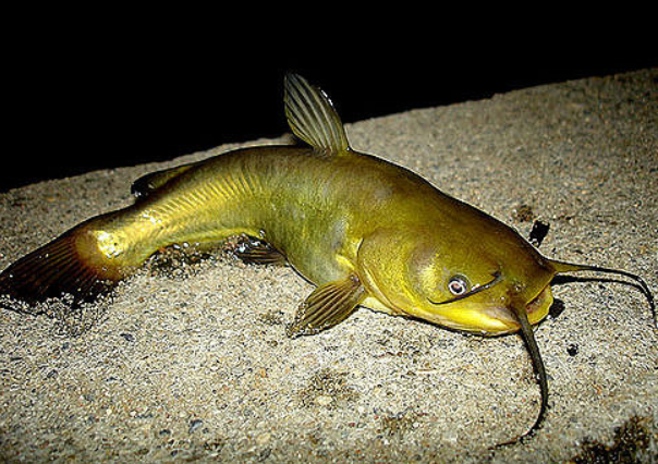 Physical Features of the Yellow Bullhead Catfish