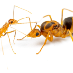 Physical Features of the Yellow Crazy Ant