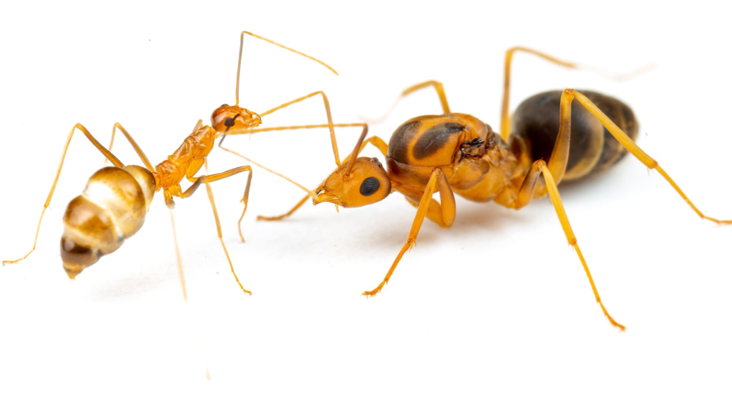 Physical Features of the Yellow Crazy Ant