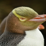 Physical Features of the Yellow-Eyed Penguin’s Body