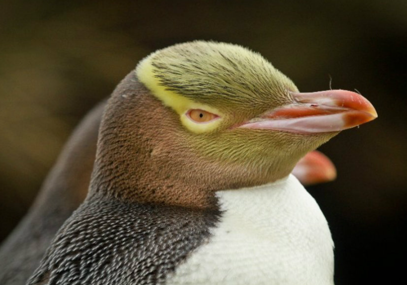 Physical Features of the Yellow-Eyed Penguin’s Body