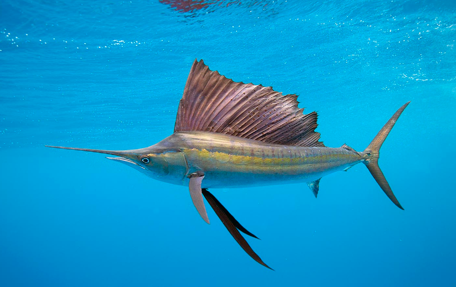Quick Top 10 Facts about Sailfish