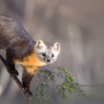 Sable The Stylish and Mysterious Animal