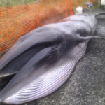 Sei Whale Physical Characteristics
