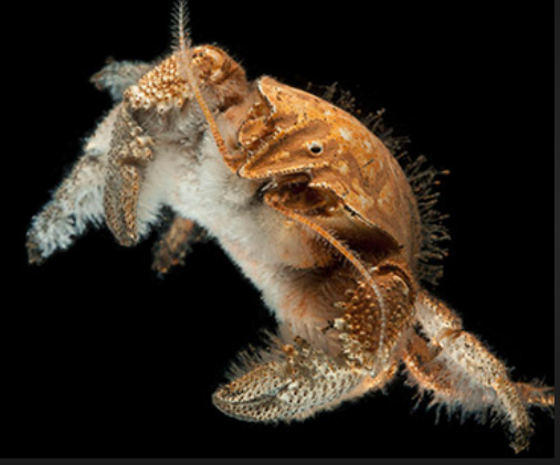 Size and Coloration of the Yeti Crab