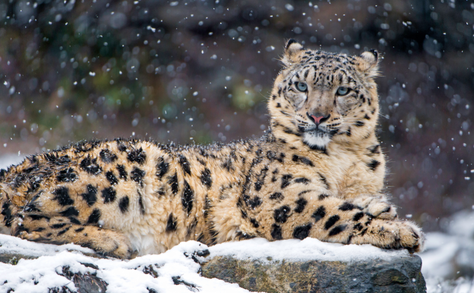 Social Structure and Behaviour of Snow Leopards