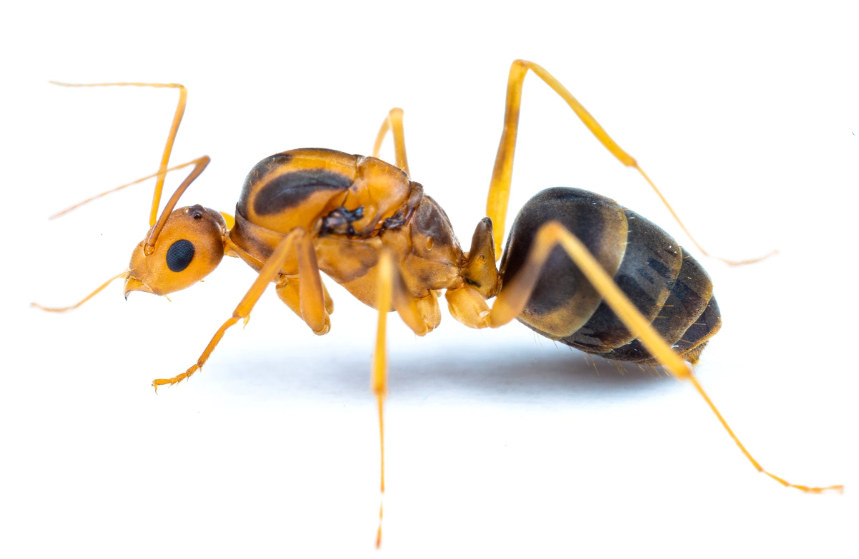 Social Structure and Behaviour of Yellow Crazy Ants