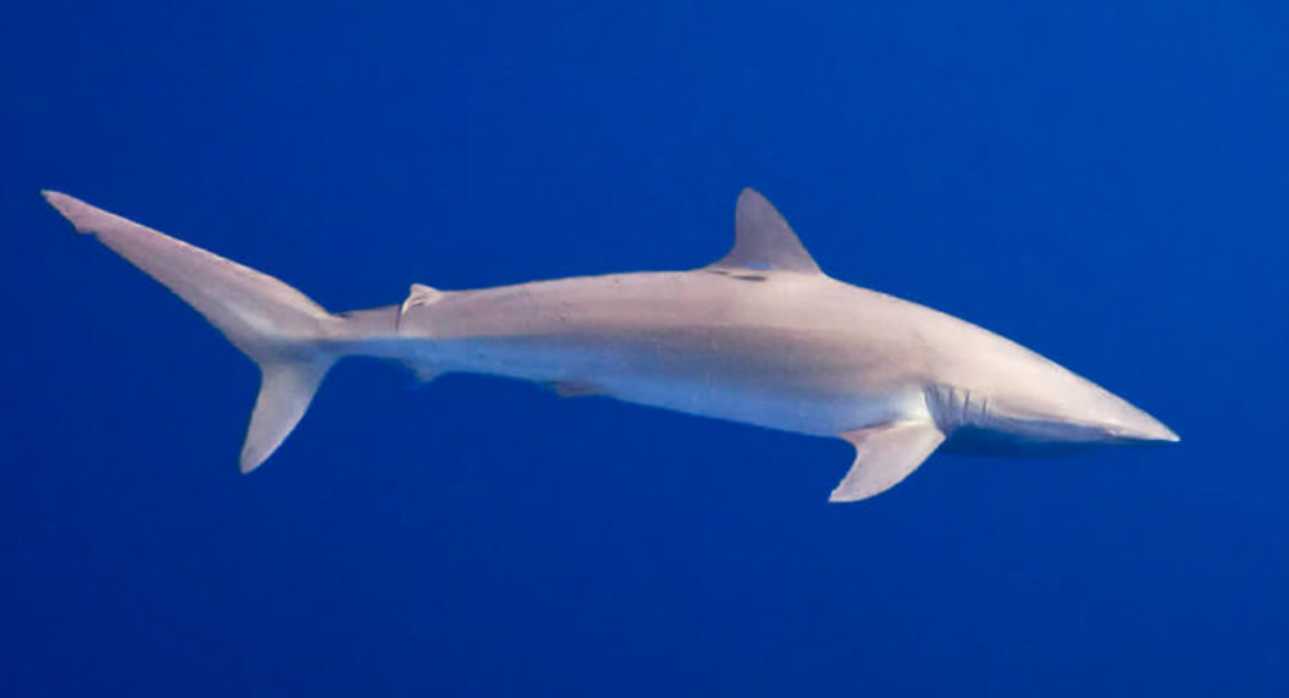 Social Structure and Behaviour of the Silky Shark