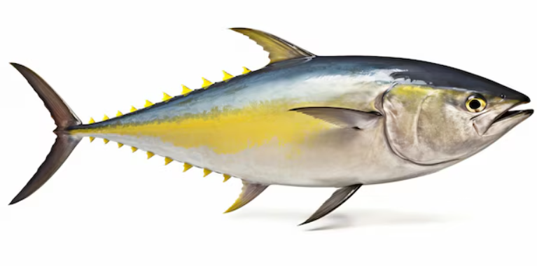 Sustainability and Conservation of Yellowfin Tuna