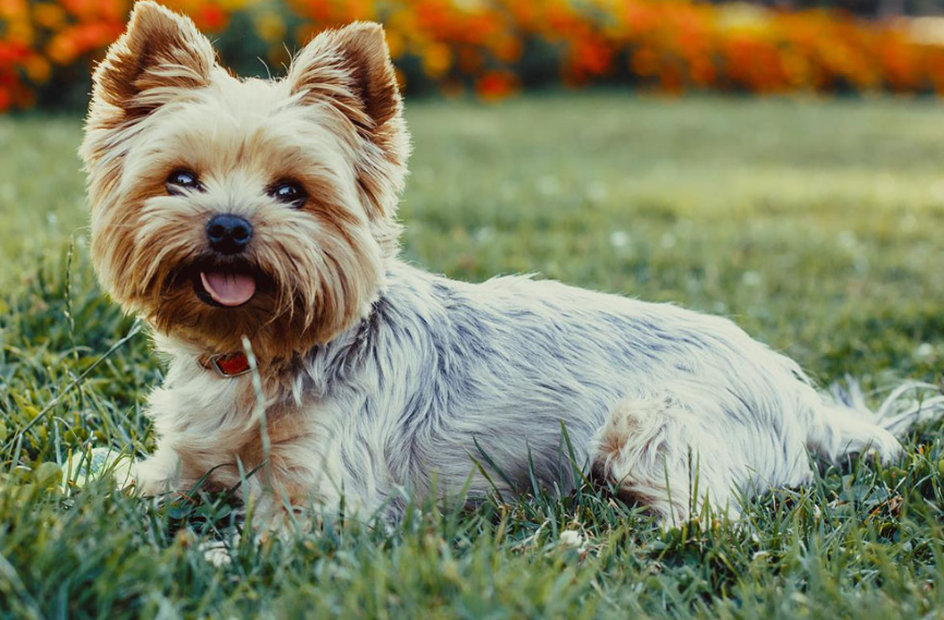 Taking Care of and Grooming Your Yorkshire Terrier