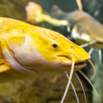The Lifespan and Reproduction of yellow bullhead Catfish