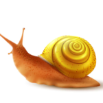 The Physical Attributes of Snails