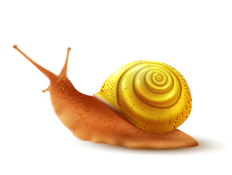 The Physical Attributes of Snails