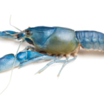 The Physical Attributes of a Yabby