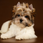 The Physical Attributes of the Yorkshire Terrier