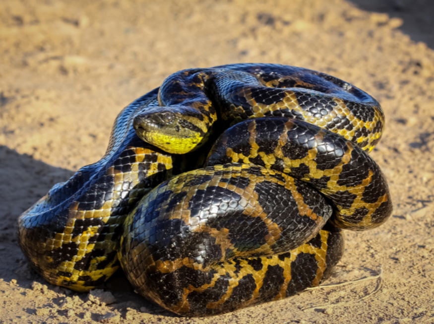 The Yellow Anaconda’s Physical Features