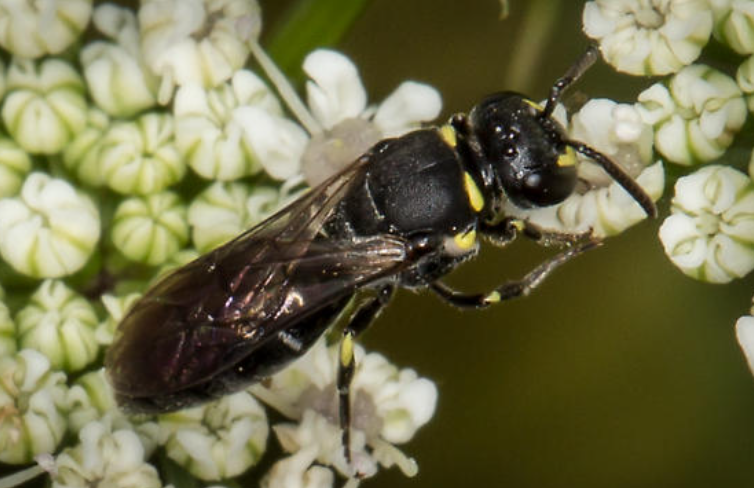 The Yellow-Faced Bee’s Physical Characteristics