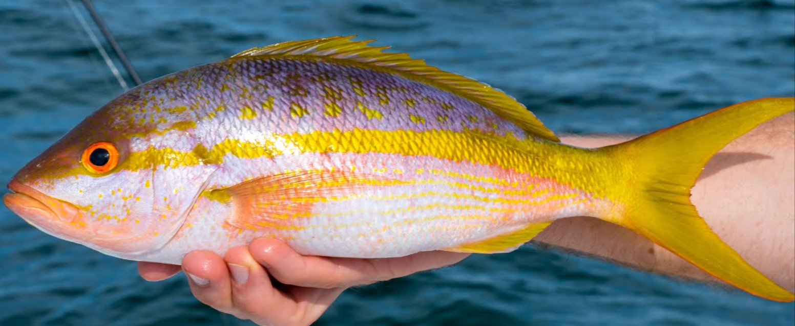 The Yellowtail Snapper’s Nutritional Value