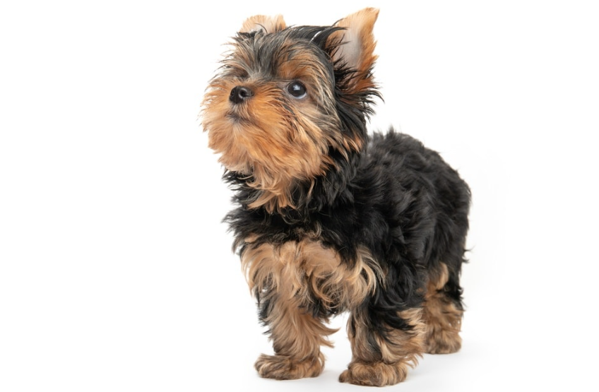 The Yorkie Bichon’s Health and Lifespan