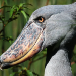 Top 10 Facts about Shoebill Stork