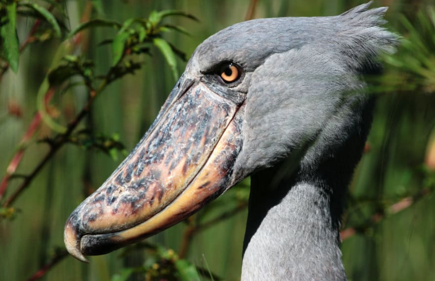 Top 10 Facts about Shoebill Stork