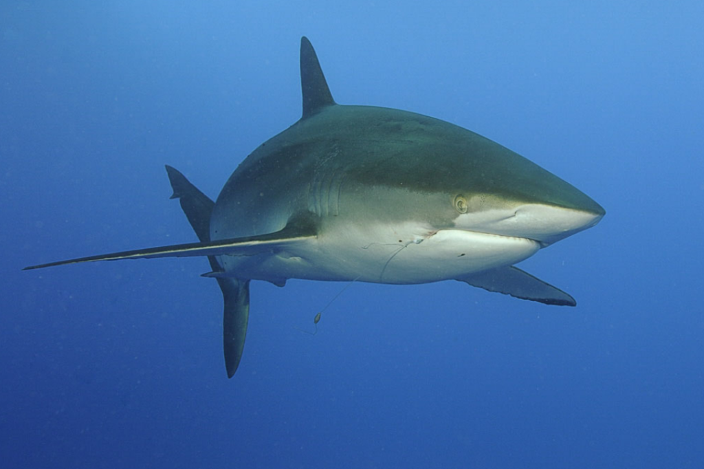 Top 10 Facts about Silky Shark