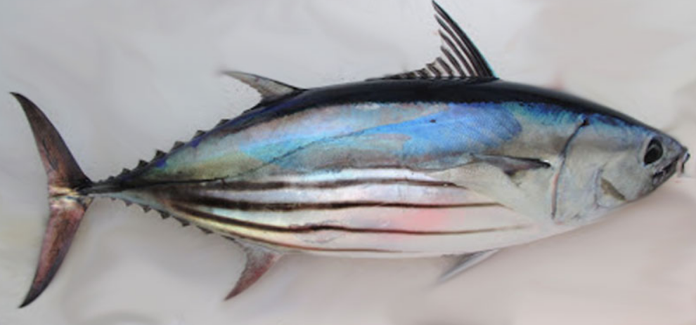 Top 10 Facts about Skipjack Tuna