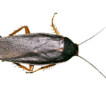 Top 10 Facts about Smokybrown Cockroach