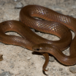 Top 10 Facts about Smooth Earth Snake