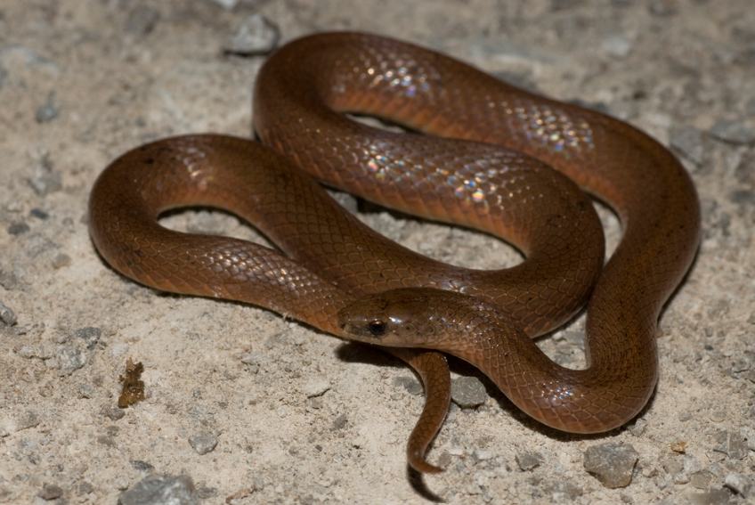 Top 10 Facts about Smooth Earth Snake