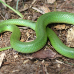 Top 10 Facts about Smooth Green Snake