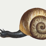 Top 10 Facts about Snail