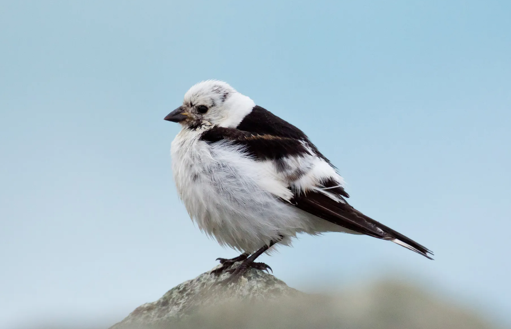 Top 10 Facts about Snow Bunting