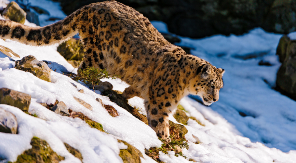 Top 10 Facts about Snow Leopard