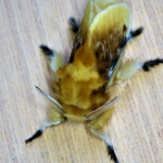 Top 10 Facts about Southern Flannel Moth