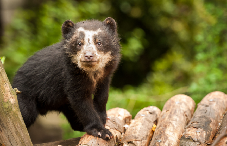 Top 10 Facts about Spectacled Bear