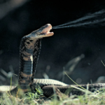 Unique Adaptations of the Spitting Cobra