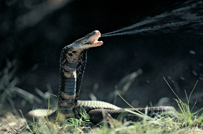 Unique Adaptations of the Spitting Cobra